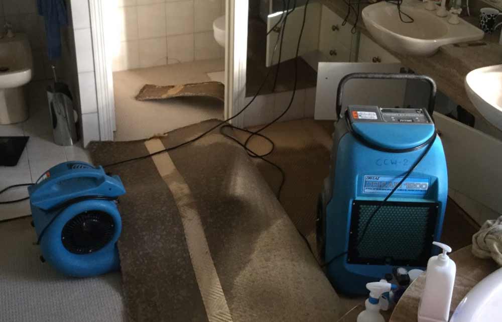 Professional flood restoration team drying carpet and underlay after water damage in Sydney